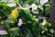 Astronautas fazem tacos usando primeiras pimentas cultivadas no espaço