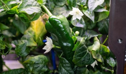 Astronautas fazem tacos usando primeiras pimentas cultivadas no espaço