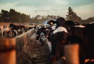 Conexão Agro: Nova tecnologia pode tornar pecuária mais sustentável