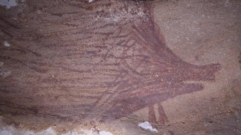 Um close de um dos três porcos verrugosos / AA Oktaviana