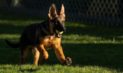 Conheça Commander, novo cachorro pastor alemão de Joe Biden
