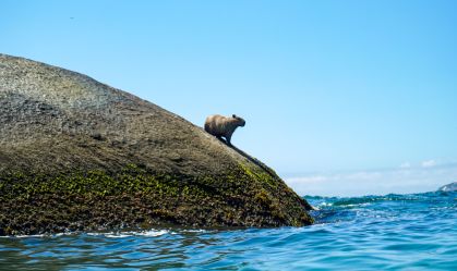 Capivara surpreende turistas e se refresca pelas praias da Zona Sul do Rio