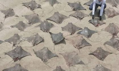 55 raias, 3 tubarões e uma móbula são encontrados mortos na praia de Peruíbe