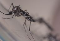 Aedes aegypti: teste seus conhecimentos sobre o mosquito transmissor da dengue