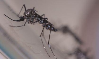 Espírito Santo tem aumento de casos de arboviroses