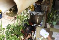 Cuidados básicos ajudam a prevenir dengue, Zika e chikungunya