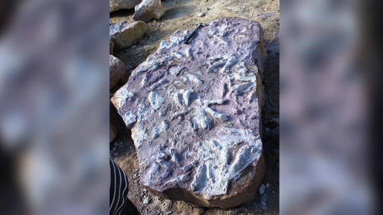 Geólogos encontraram centenas de pegadas de dinossauros / PGR-NRI