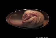 Dinossauro bebê perfeitamente preservado é descoberto enrolado dentro de ovo