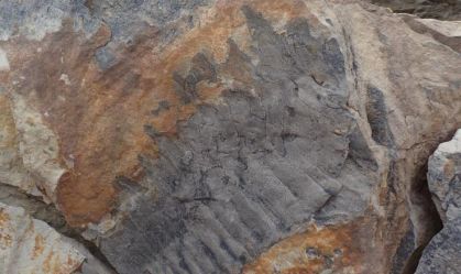 Fóssil de um milípede gigante revela "o maior inseto que já existiu"