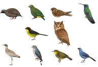 Caçada global busca dez pássaros que ainda não foram classificados como extintos