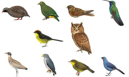 Caçada global busca dez pássaros que ainda não foram classificados como extintos