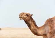 Entenda como a clonagem de camelos se tornou um grande negócio em Dubai