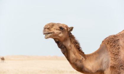 Entenda como a clonagem de camelos se tornou um grande negócio em Dubai