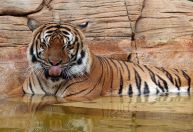Tigre é morto pela polícia após ataque a funcionário em zoológico na Flórida