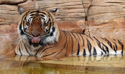 Tigre é morto pela polícia após ataque a funcionário em zoológico na Flórida