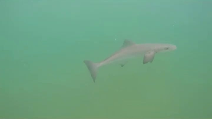 Filhote de tubarão foi flagrado na praia do Leblon, na Zona Sul do Rio de Janeiro / Reprodução/Hélio de La Peña