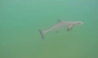 Rio: tubarão é flagrado na praia do Leblon