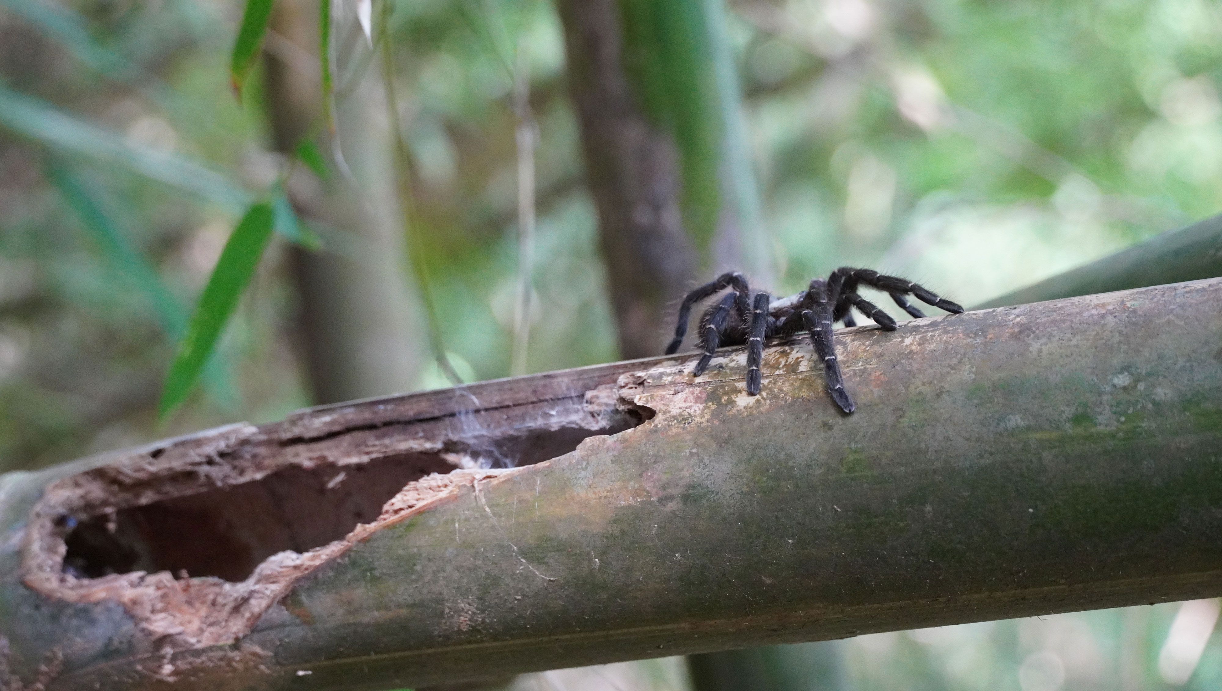A Taksinus bambus é a primeira tarântula conhecida por habitar apenas em colmos de bambu / Imagem/Narin Chomphuphuang