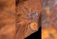 Fósseis surpreendentes de aranhas e peixes mostram as origens da Austrália