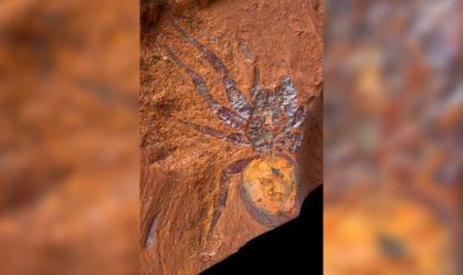 Fósseis surpreendentes de aranhas e peixes mostram as origens da Austrália