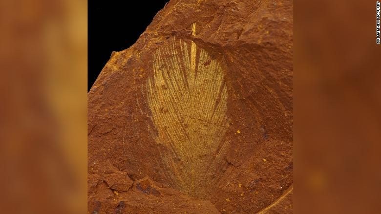 Pena fossilizada encontrada na reserva. Cientistas acreditam que ela seria da cor marrom escuro ou preto. / Dr Matthew McCurry/Acervo pessoal