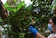 Cientistas extraem DNA do ar; técnica pode ajudar rastrear animais em extinção