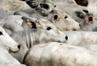 Conexão Agro: Rebanho sofre com perda de peso no Rio Grande do Sul