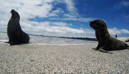 Leões marinhos na reserva de Galápagos