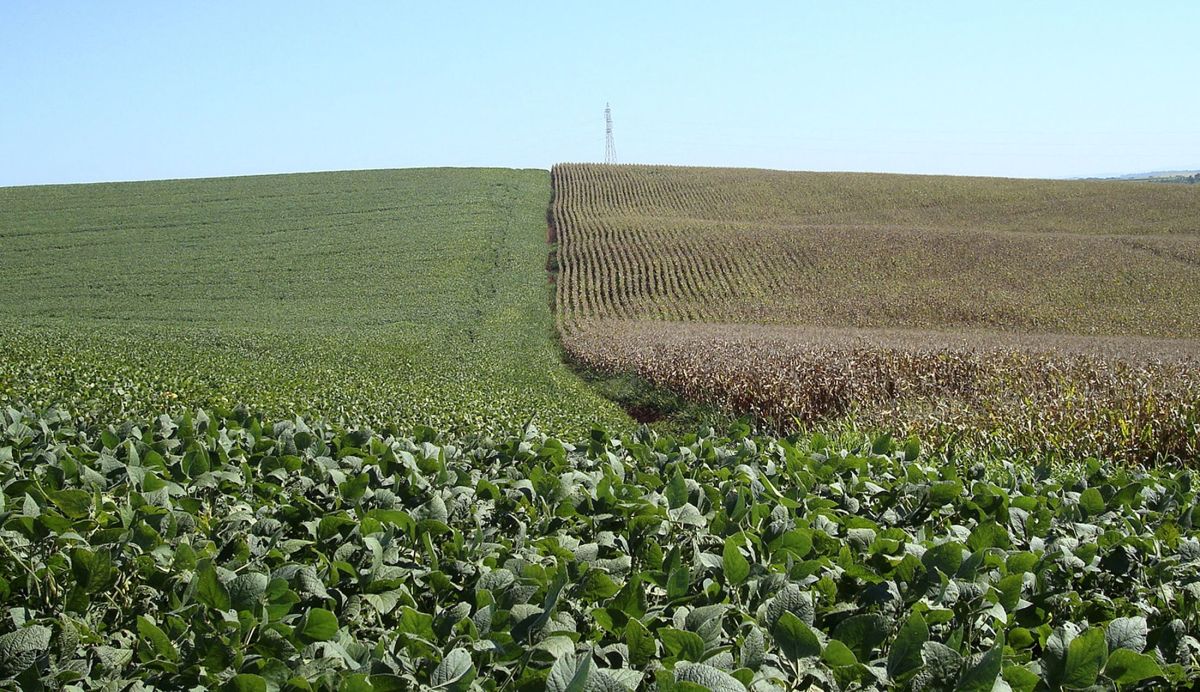 USDA reduz classificações de milho e soja dos EUA após clima quente e seco