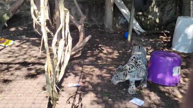 Rilu, o leopardo-das-neves, no Miller Park Zoo, em Bloomington, Illinois