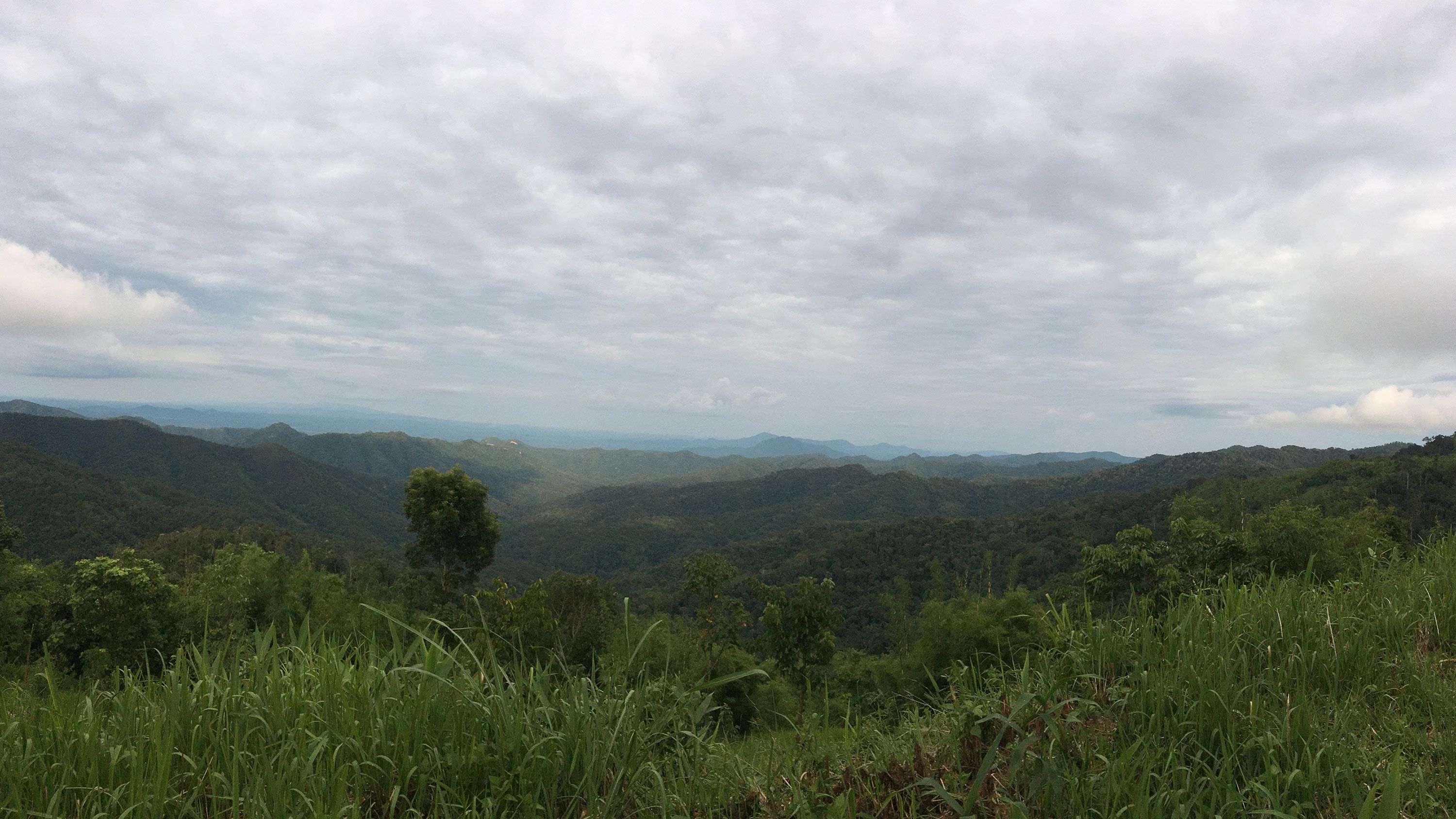 A tarântula vive em florestas de montes altos na parte norte da Tailândia, a uma altitude de cerca de 1.000 metros / Imagem/Narin Chomphuphuang