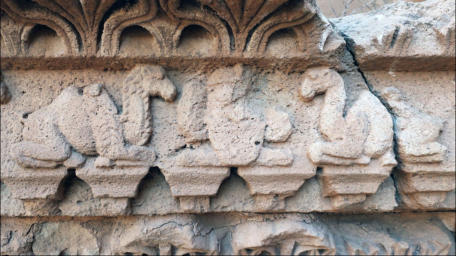 camelos híbridos