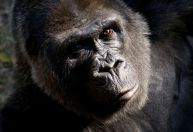 Zoológico de Atlanta realiza eutanásia em gorila de 59 anos