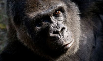 Zoológico de Atlanta realiza eutanásia em gorila de 59 anos