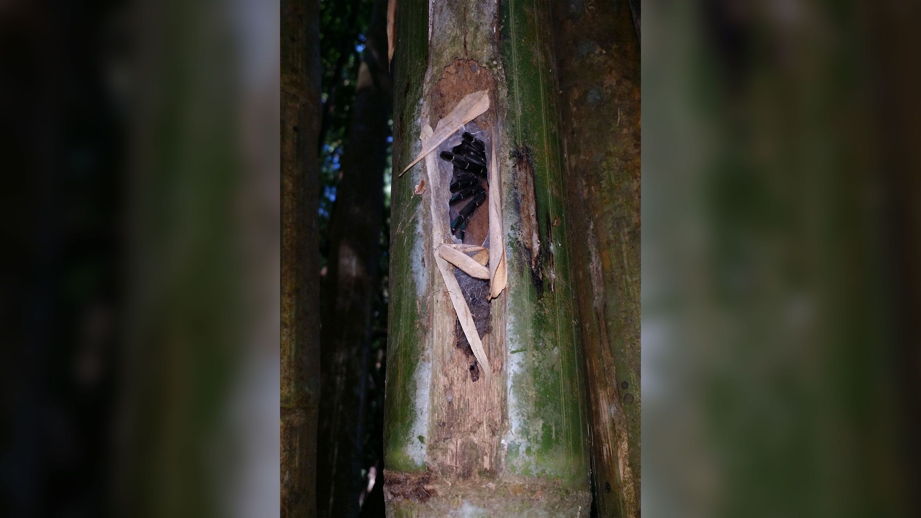 As aranhas constroem tubos de seda dentro dos colmos de bambu / Imagem/Narin Chomphuphuang