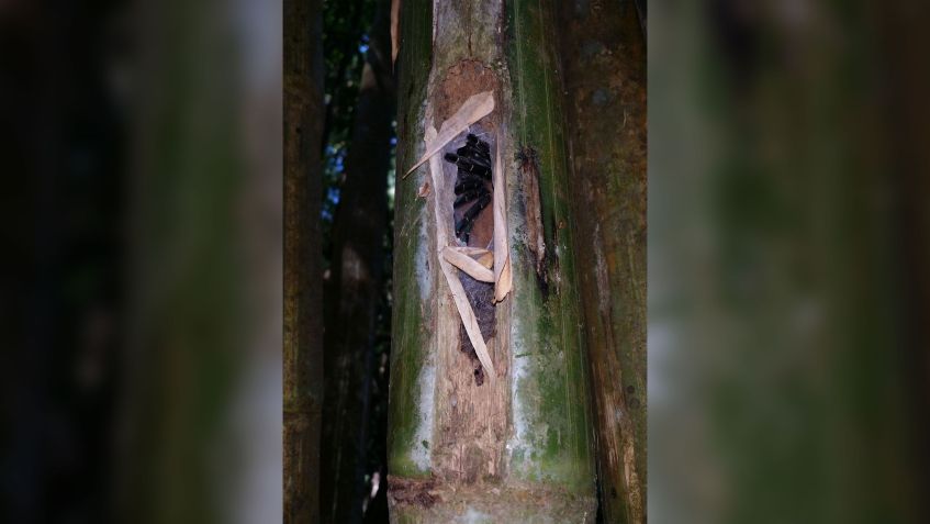 As aranhas constroem tubos de seda dentro dos colmos de bambu / Imagem/Narin Chomphuphuang