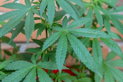 Cannabis Sativa