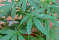 STJ autoriza três pacientes a plantarem maconha medicinal