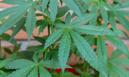 Estudo diz que fumar maconha causa envelhecimento precoce