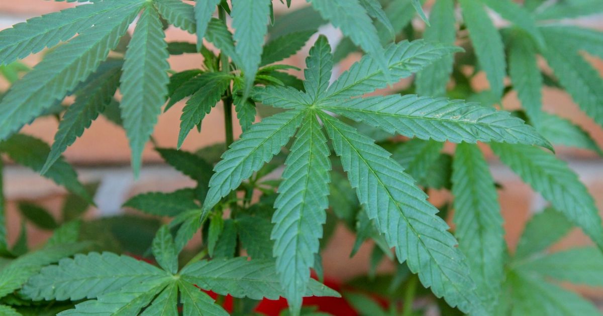 Governo Trump reclassifica maconha medicinal como droga menos perigosa