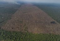 Desmatamento na Amazônia no 1º trimestre é o segundo maior desde 2016