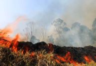 Conexão Agro: Queimadas suspensas por 120 dias ajudam agricultura