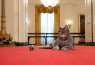 Casa Branca recebe Willow, nova gata da família Biden
