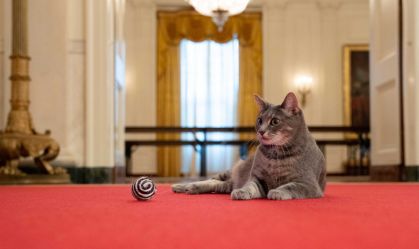 Casa Branca recebe Willow, nova gata da família Biden