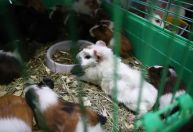Após Hong Kong anunciar abate de hamsters, milhares se voluntariam para adotar animais