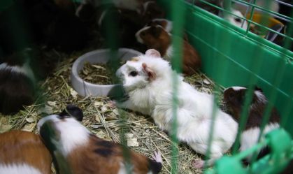 Após Hong Kong anunciar abate de hamsters, milhares se voluntariam para adotar animais
