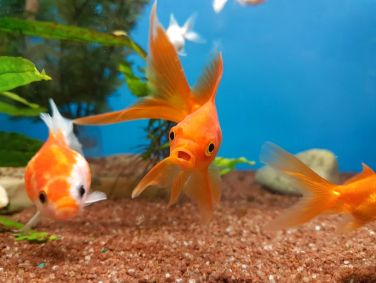 Peixe dourado no aquário