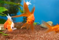 Empresa francesa suspende venda de aquários redondos: “deixam os peixes loucos”
