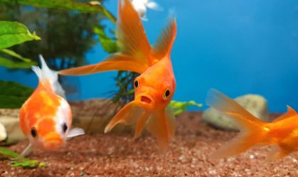 Peixe dourado no aquário