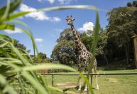 Girafa mais velha do Brasil morre em zoológico de Curitiba